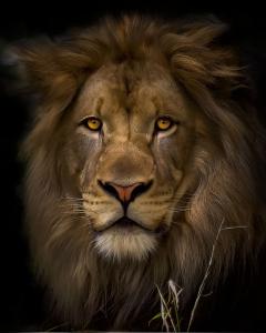 My Photo Of The Day..Lion